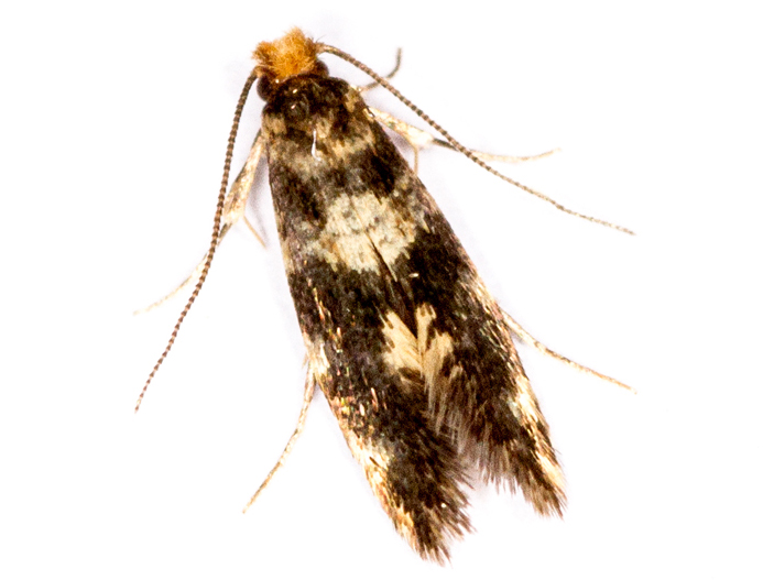 Triaxomasia caprimulgella